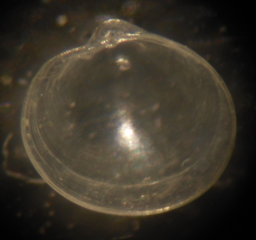 Kelliella abyssicola?